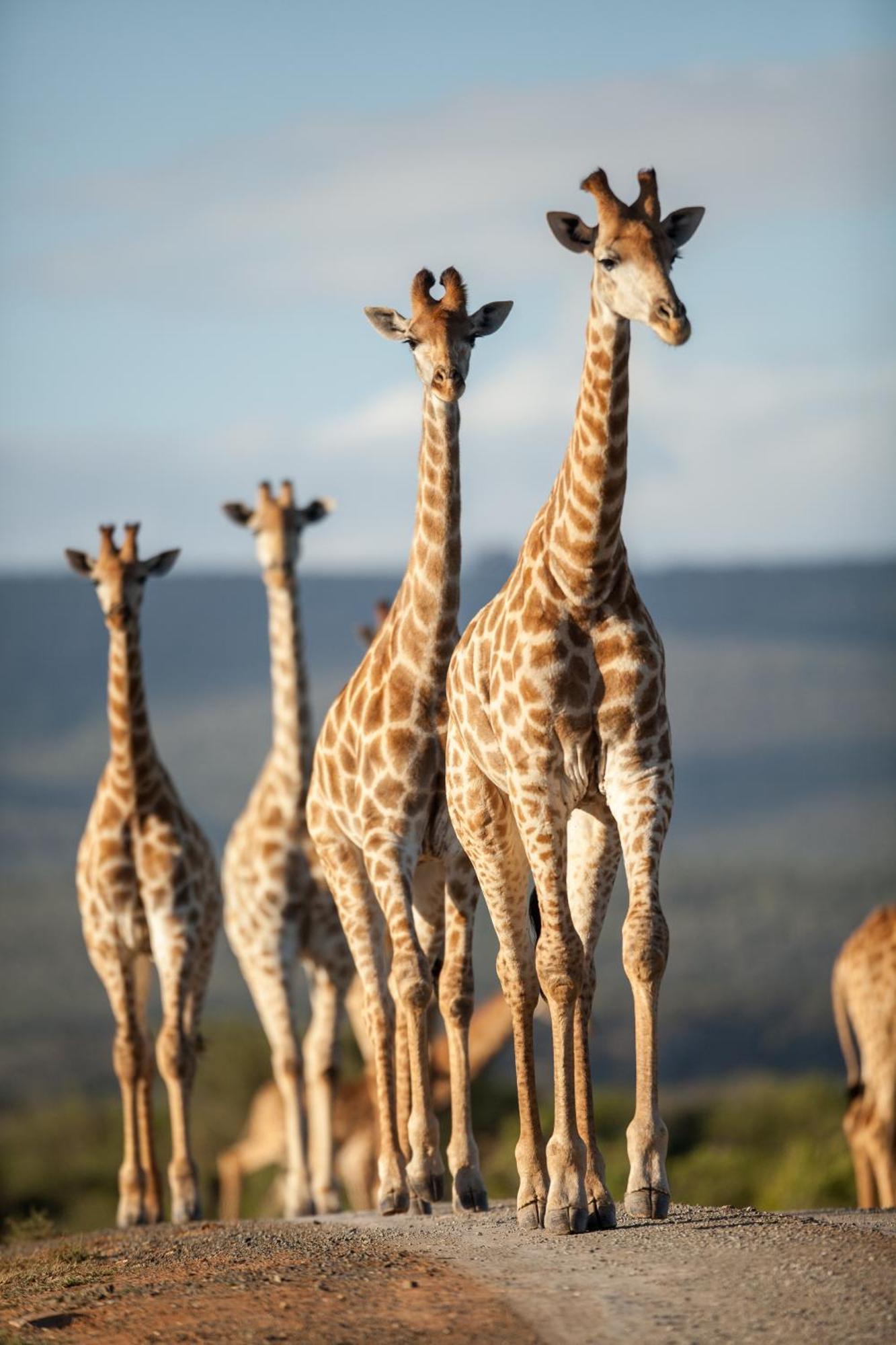 Kwandwe Private Game Reserve - Melton Manor Grahamstown Exterior foto